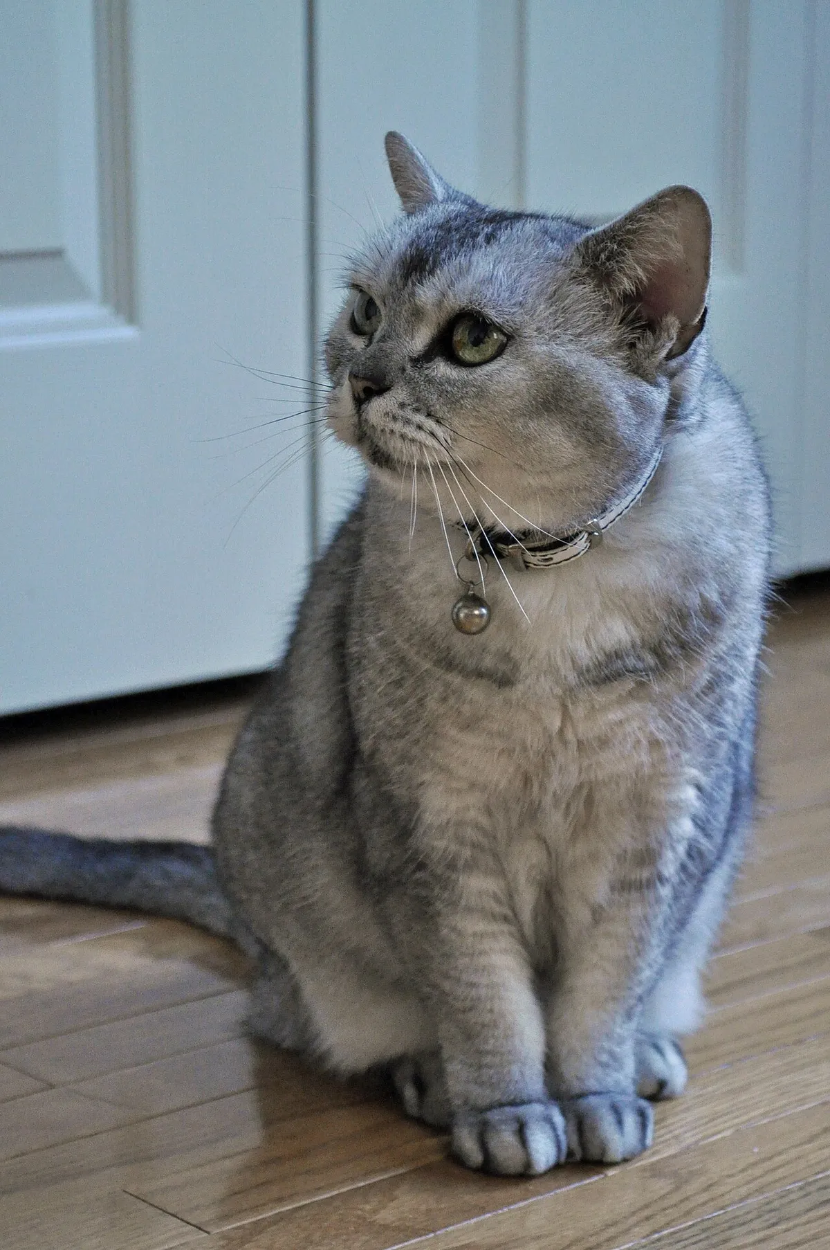 อเมริกัน ชอร์ตแฮร์ (American Shorthair)