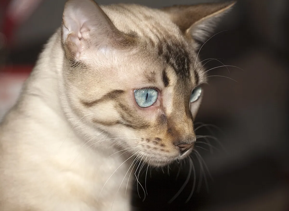 เบงกอล (Bengal)