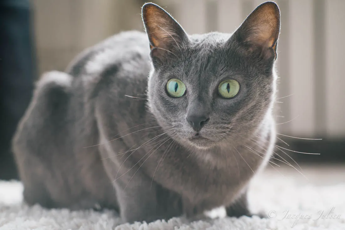 โคราช (Korat)
