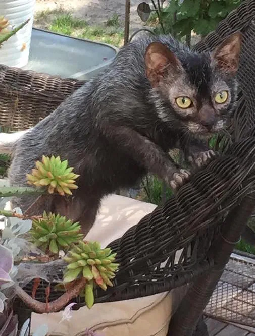 ไลคอย (Lykoi)