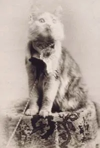 เมนคูน (Maine Coon)