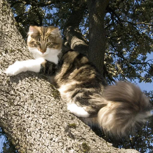 นอร์วีเจียน ฟอเรสต์ (Norwegian Forest Cat)