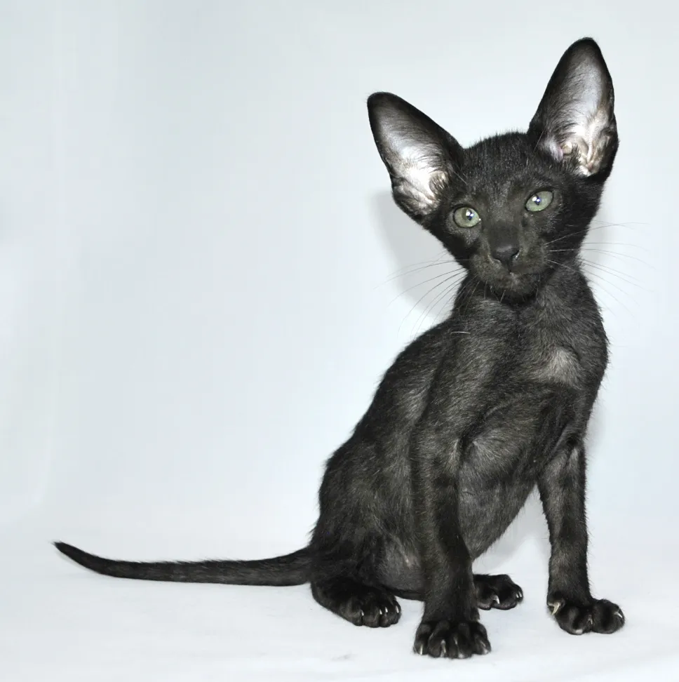 โอเรียนทัล ชอร์ตแฮร์ (Oriental Shorthair)