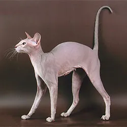 ปีเตอร์บัลด์ (Peterbald)