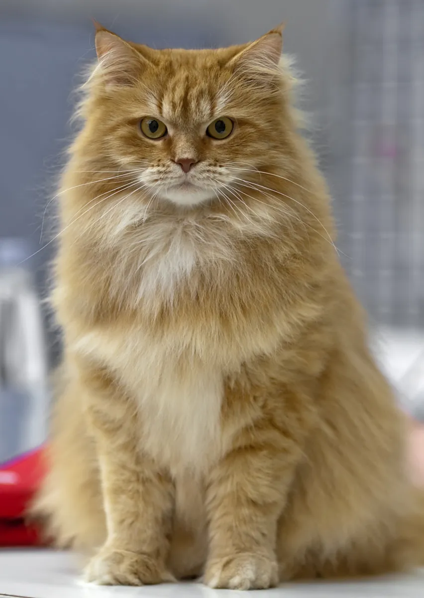 ไซบีเรียน (Siberian)