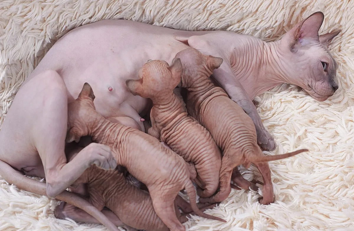 สฟิงซ์ (Sphynx)