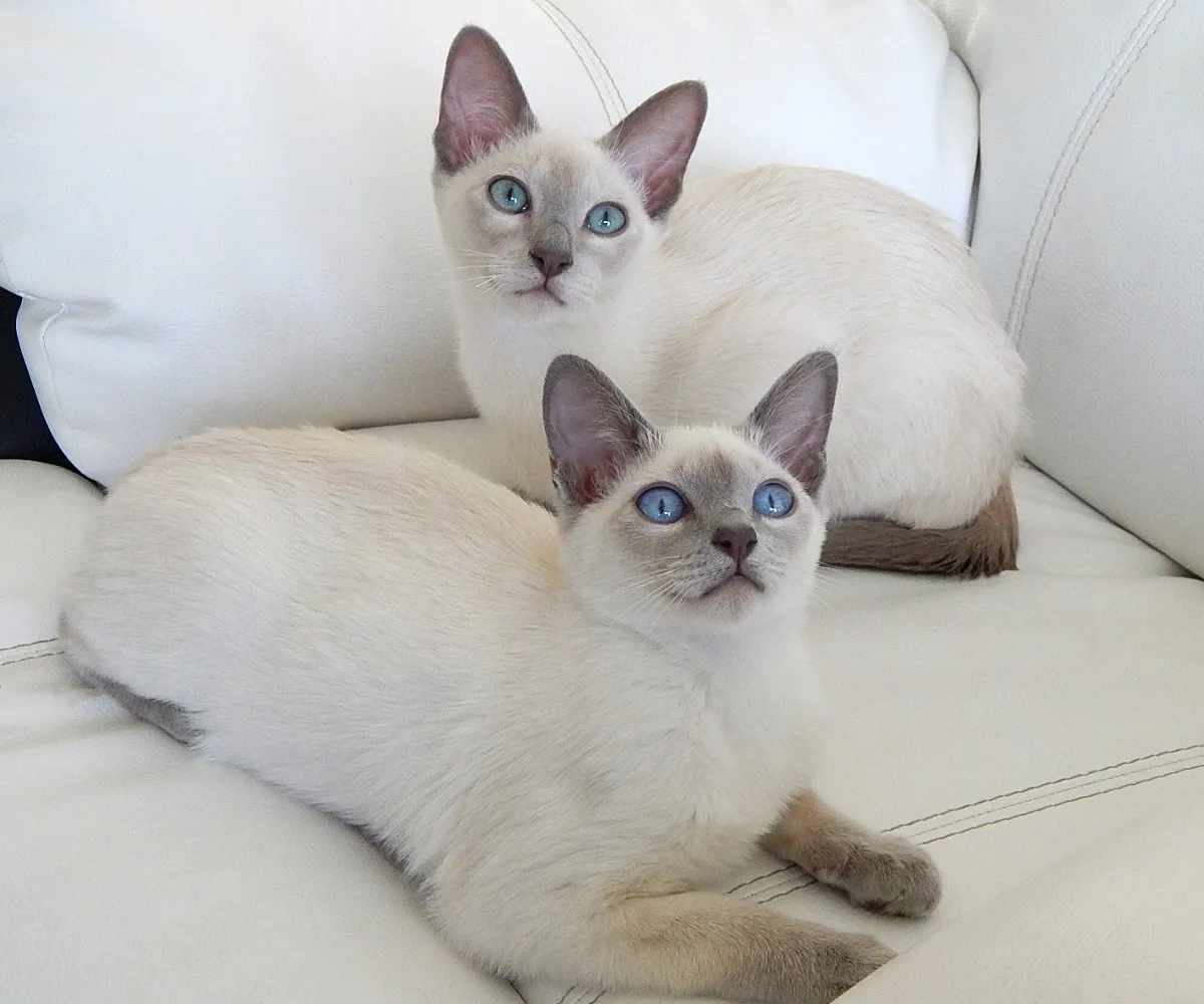 ตองกินีส (Tonkinese)