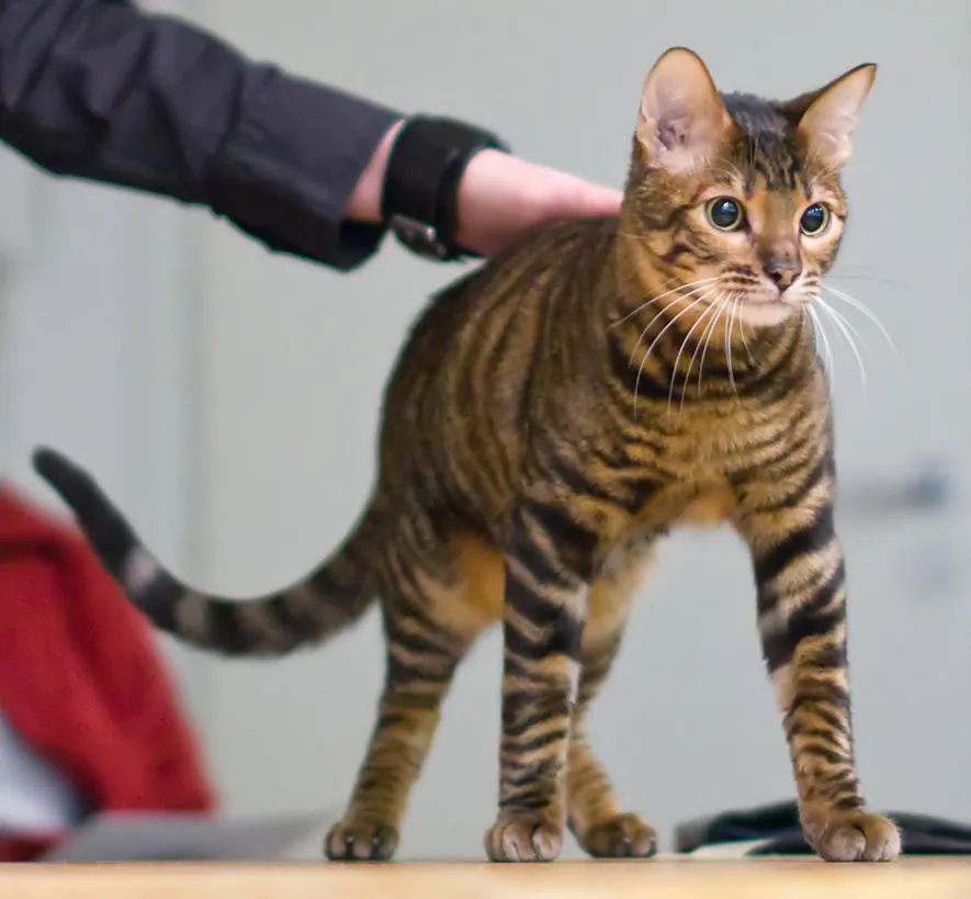 ทอยเกอร์ (Toyger)