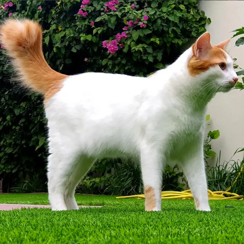 เตอร์กิช แวน (Turkish Van)