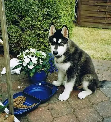 alaskan-malamute