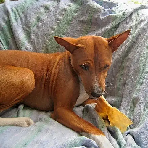 basenji