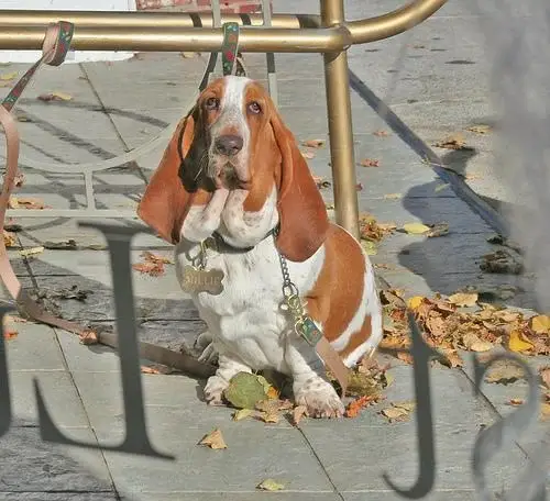basset-hound