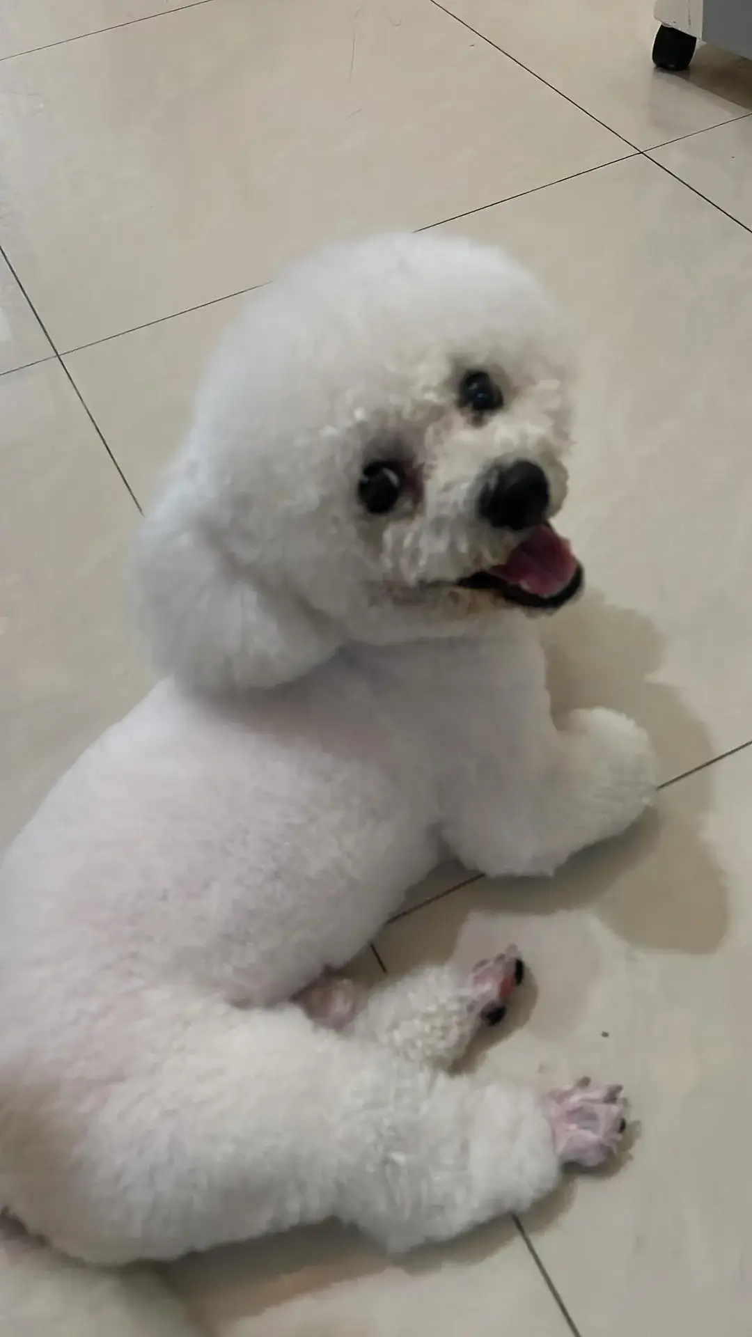 บิชอง ฟริเซ่