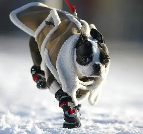 boston-terrier