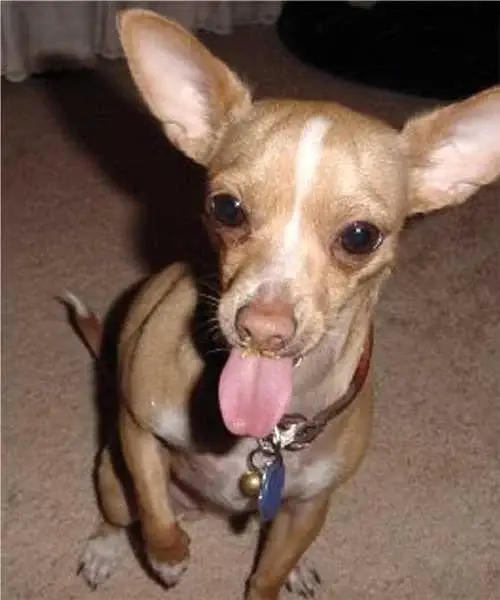 chihuahua