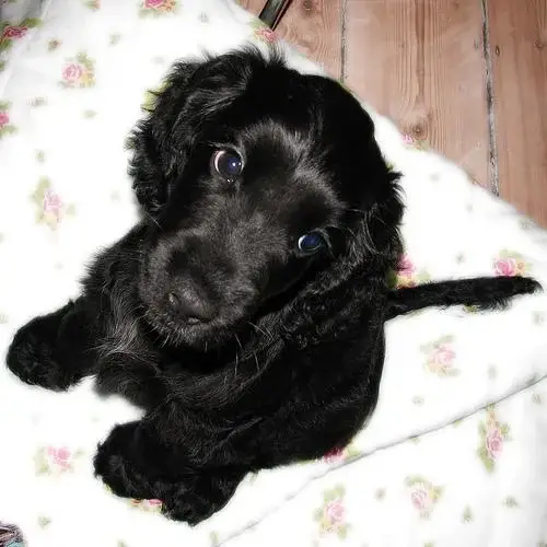 cocker-spaniel