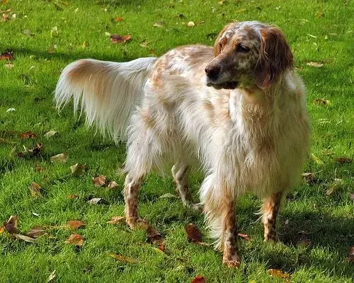 english-setter