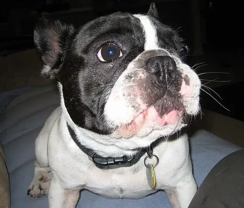 french-bulldog