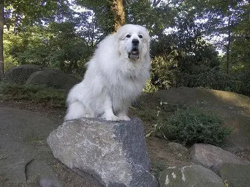 great-pyrenees