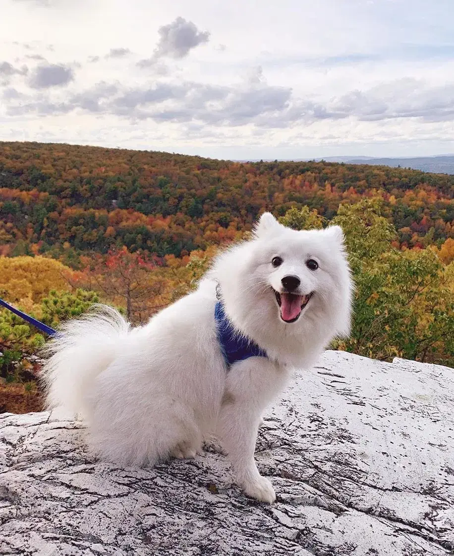 japanese-spitz