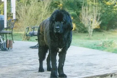 newfoundland