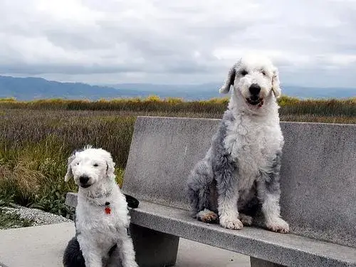 old-english-sheepdog
