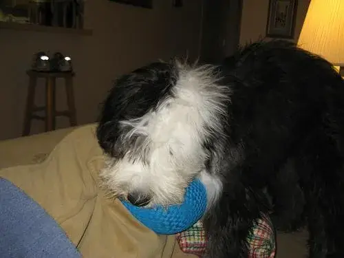old-english-sheepdog