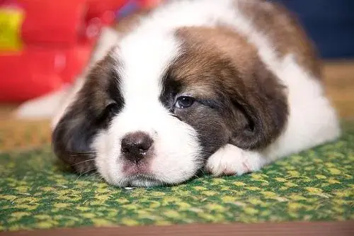 saint-bernard