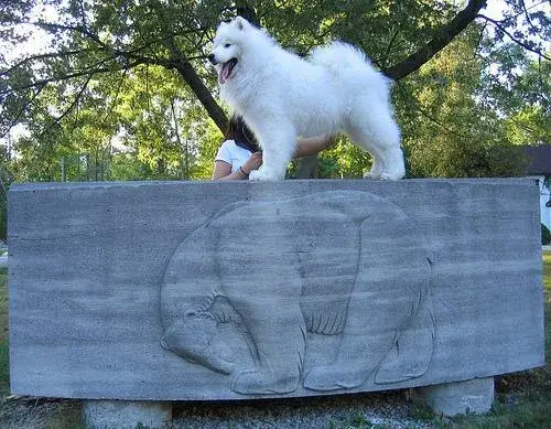 samoyed