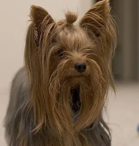 yorkshire-terrier