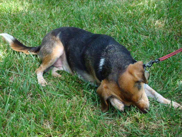 หมาแมวคันเกาจนขนร่วง หมัดหรือภูมิแพ้กันแน่? หาสาเหตุให้เจอ