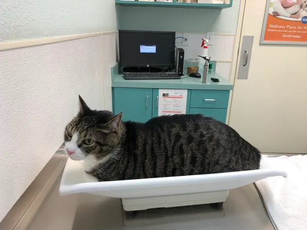 หมาแมวน้ำหนักลดโดยไม่ได้ลดอาหาร ตัวผอมลงเรื่อย ๆ ต้องตรวจหาสาเหตุอะไรบ้าง